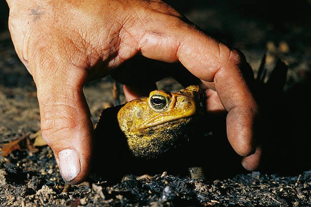 Cane Toad Control