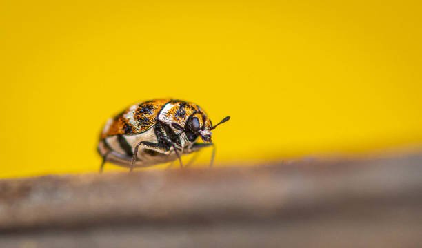 Carpet Beetles In Bed
