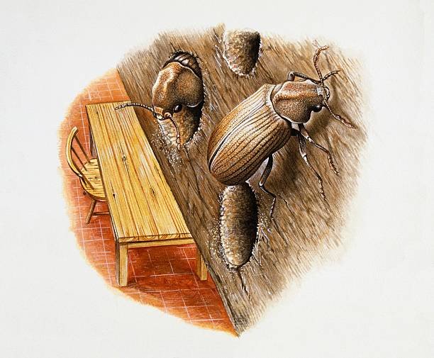 Deathwatch Beetle Control