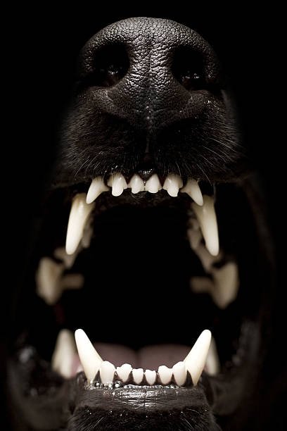 Dog With Strongest Bite Force
