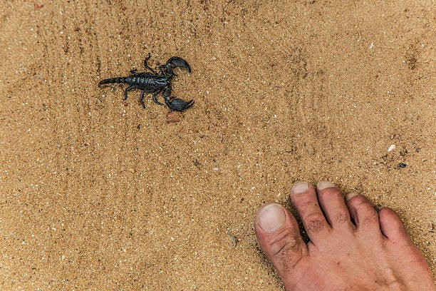 How To Keep Scorpions Away