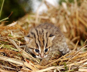 What is the Smallest Cat in the World? 2 Smallest Cat in the World
