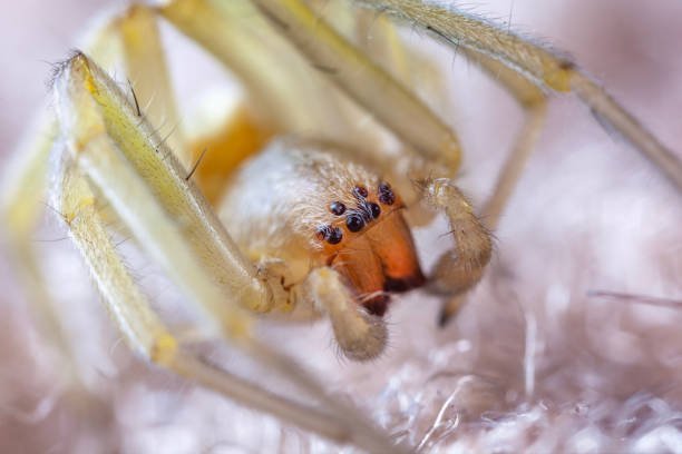 Sac Spider Bite