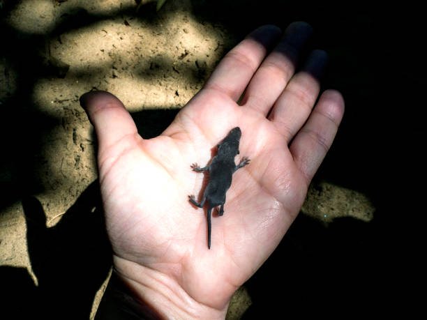 Smallest Animal in the World