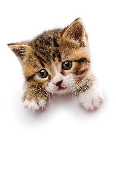 Smallest Cat in the World