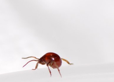 Spider Beetles Facts: Identification & Behaviour 2 Spider Beetles