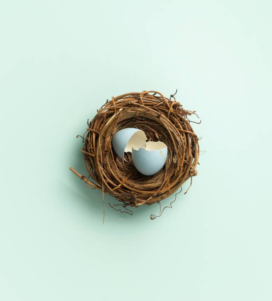 What Birds Lay Blue Eggs
