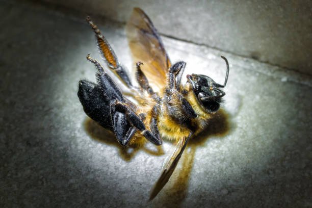 What Kills Carpenter Bees Instantly