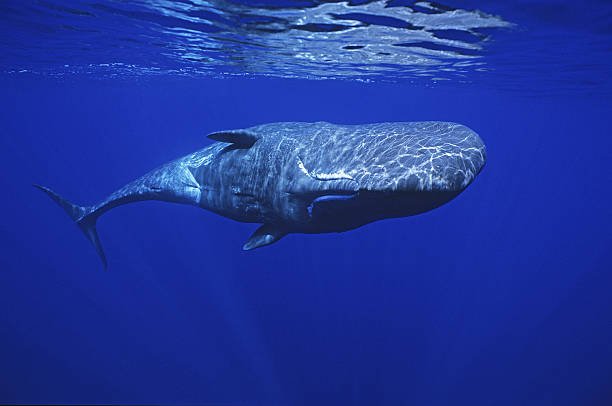 What is the Loudest Animal in the World? 2 What is the Loudest Animal in the World