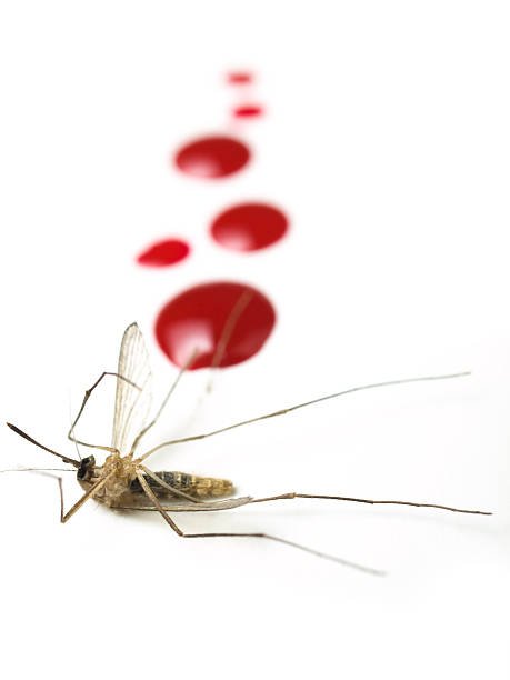 Why Do Mosquitoes Need Blood