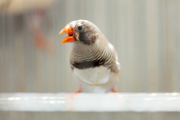 Animals That Start With Z