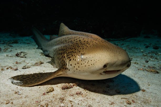 Animals That Start With Z