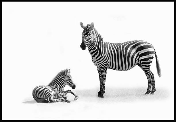 Animals That Start With Z