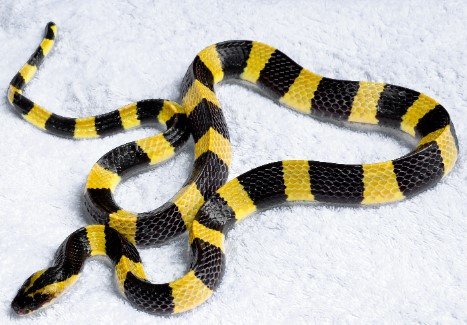 Poisonous Black and Yellow Snake (Real Name?) 2 Poisonous Black and Yellow Snake