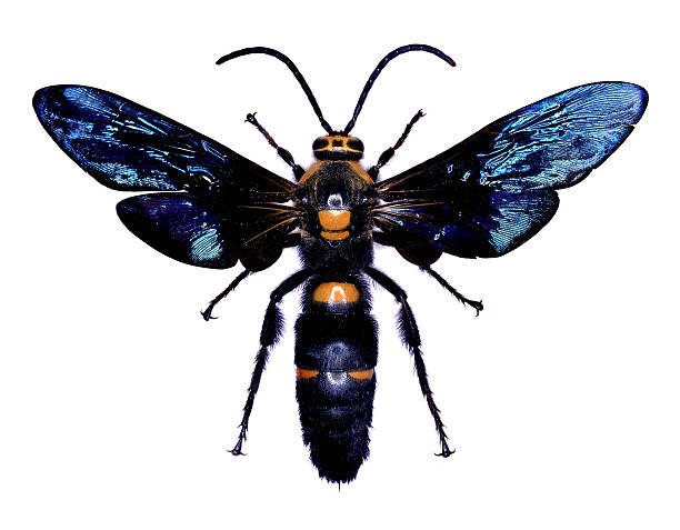 how to get rid of blue winged wasp