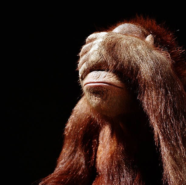 Animals with Whiskers