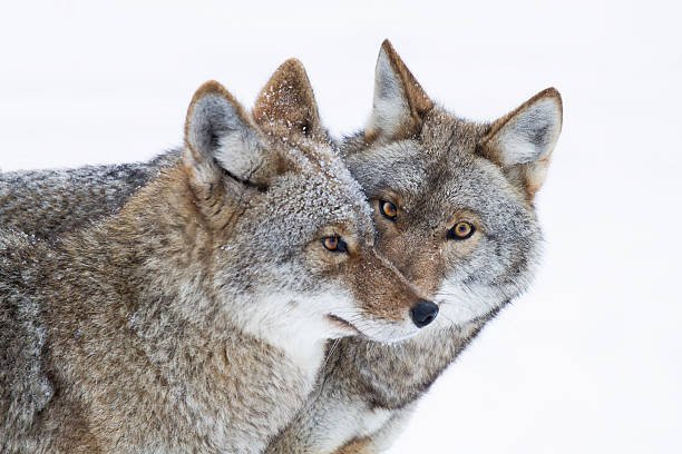 How Do Wolves Communicate