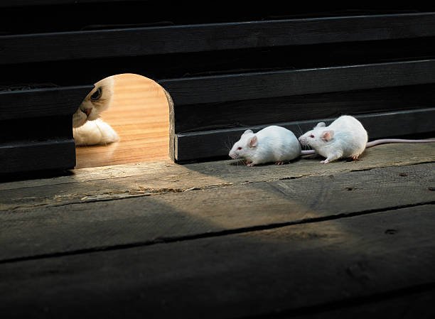 How to Get Rid of Mice in Walls