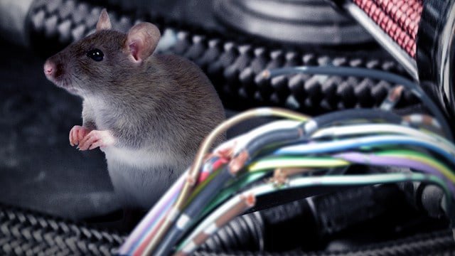 how to get mouse smell out of car vents
