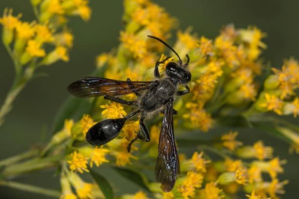 how to get rid of grass carrying wasps