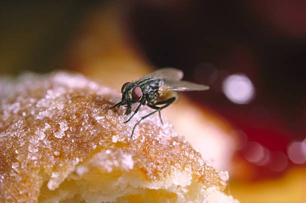 how long can a fly live without food and water