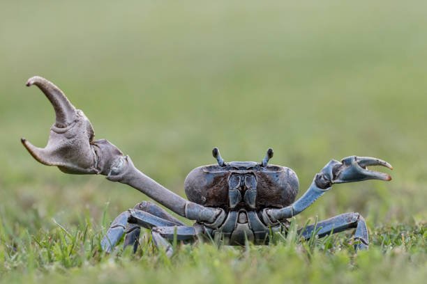 How To Get Rid Of Land Crabs In Your Yard