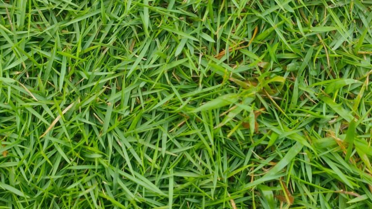 how often should I water St Augustine grass?