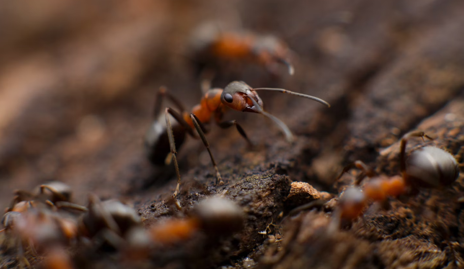 Pest Control Tips for a Pest-Free Farmhouse