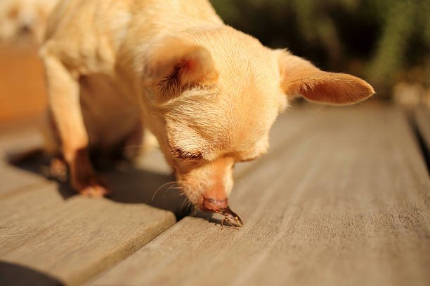 Are Stink Bugs Poisonous to Dogs