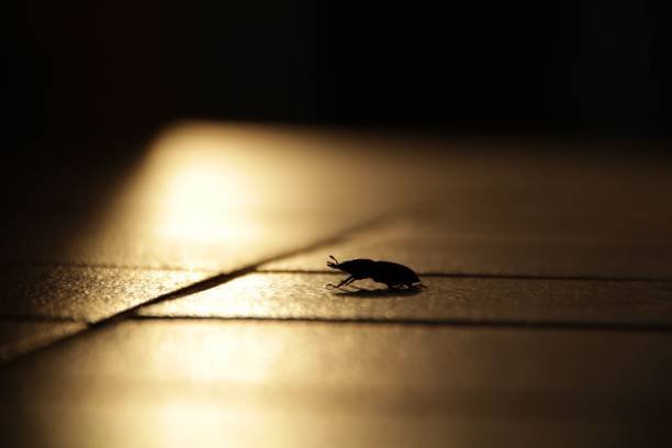 Can Bed Bugs Live In The Carpet