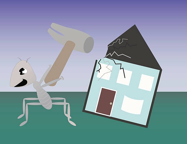 Surprising Ways Pests Can Damage Your Home