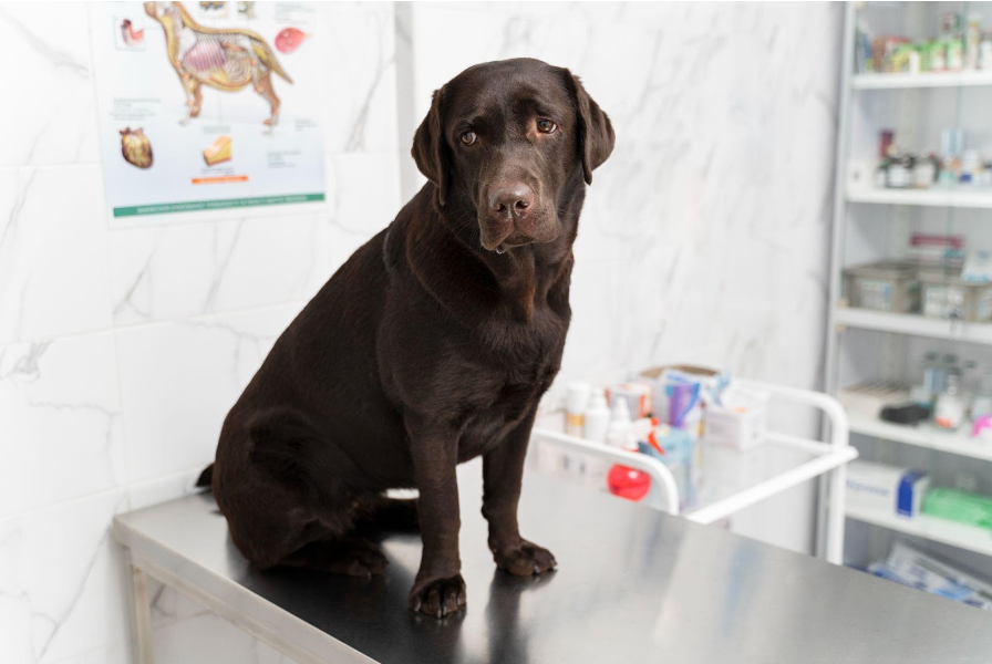Dog age calculator for mixed breeds