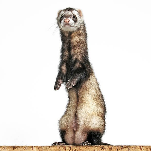 Ferrets As Pets