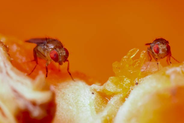 How To Catch Fruit Flies: DIY Methods and Tools To Use 2 How To Catch Fruit Flies