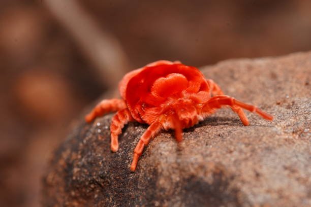 How To Get Rid Of Red Mites In 4 Easy Steps 2 How To Get Rid Of Red Mites