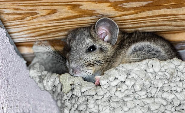 Pack Rat Traps