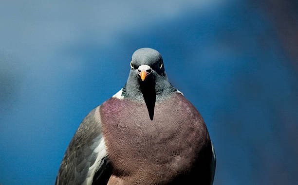 Pigeon Control Program