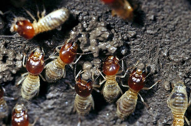 What Are The 7 Signs Of Termite In A Home? 2 Signs Of Termite In A Home