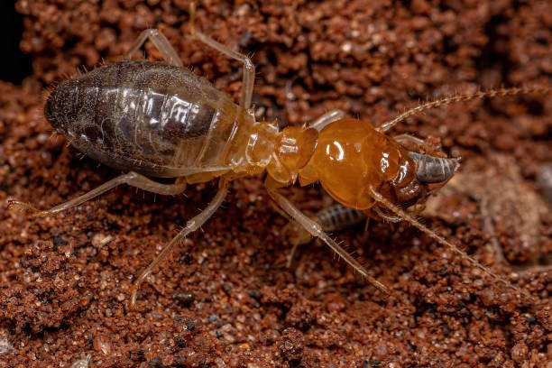 Signs Of Termite In A Home