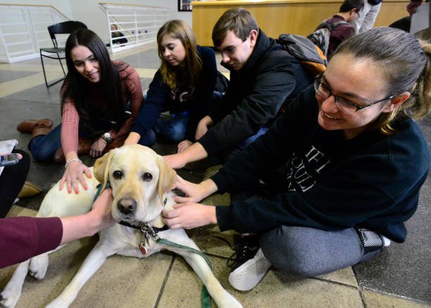 The Role of Pets in Student Stress Relief