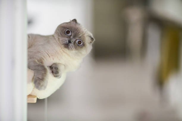 Things To Buy When Bringing Home A Kitten