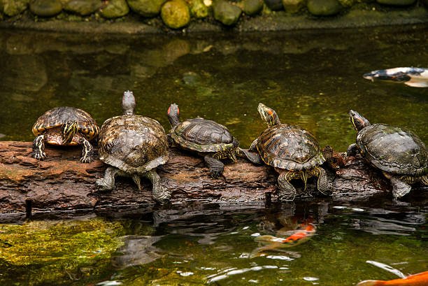 What is a Group of Turtles Called