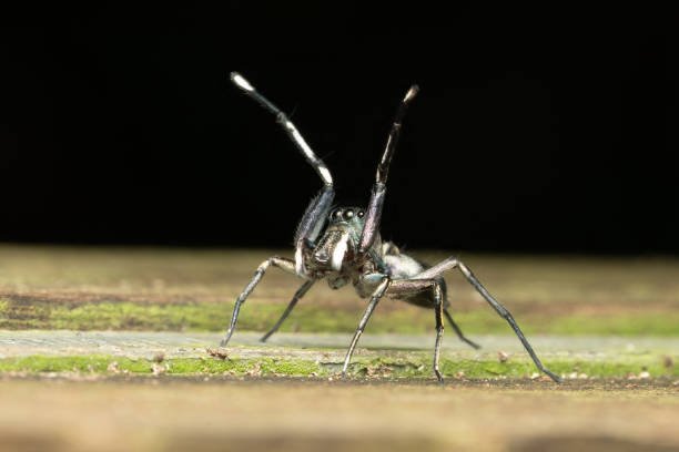 Why Do Spiders Bite