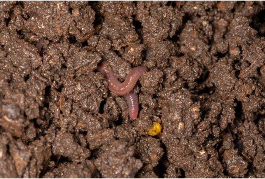Worm nerds