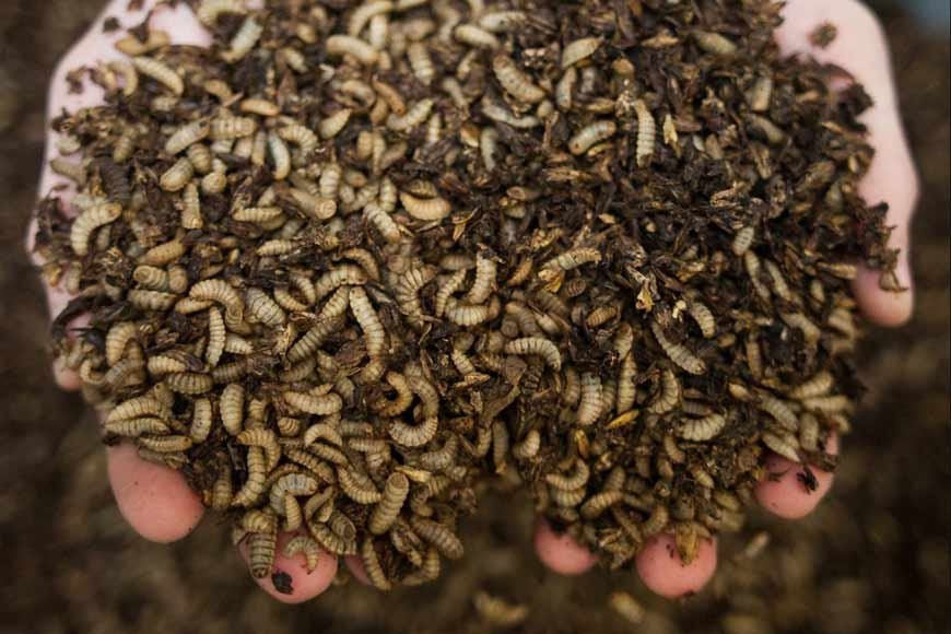 How to Store Black Soldier Fly Larvae