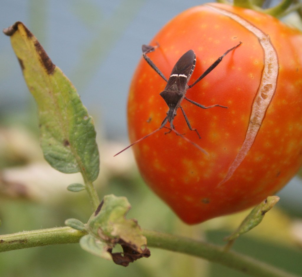 How To Get Rid Of Leaf Footed Bugs On Tomatoes 3 How To Get Rid Of Leaf Footed Bugs On Tomatoes