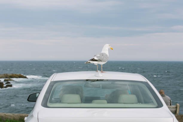 How To Deter Birds From Pooping On Your Car 2 How To Deter Birds From Pooping On Your Car