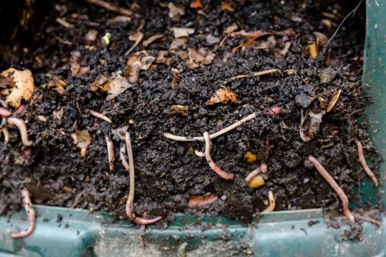 How To Get Rid Of White Worms In Soil