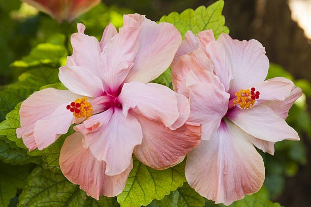 How To Get Rid Of Black Aphids On Hibiscus