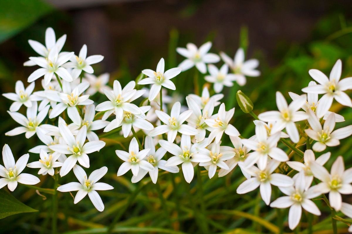 How To Get Rid Of Star Of Bethlehem Flower